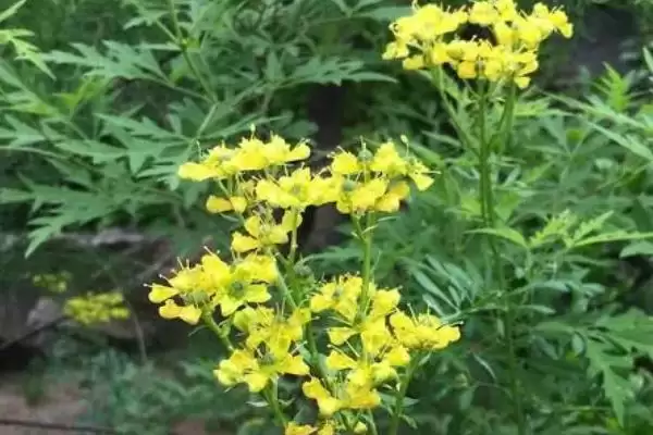 广东臭草的学名是什么呢,广东臭草学名叫芸香是正确的吗插图3 广东臭草的学名是什么呢,广东臭草学名叫芸香是正确的吗插图3