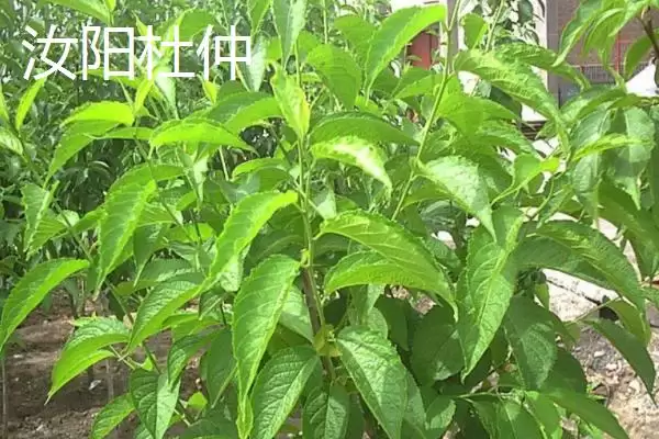 河南省汝阳县特产有啥介绍,河南省汝阳县是历史名酒杜康的发祥地吗插图2 河南省汝阳县特产有啥介绍,河南省汝阳县是历史名酒杜康的发祥地吗插图2