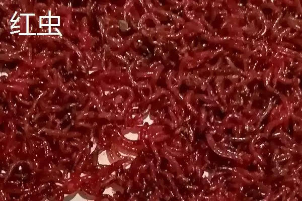 红虫和蚯蚓有什么区别呢,红虫身体鲜红呈蠕虫状与蚯蚓有何不同插图1 红虫和蚯蚓有什么区别呢,红虫身体鲜红呈蠕虫状与蚯蚓有何不同插图1