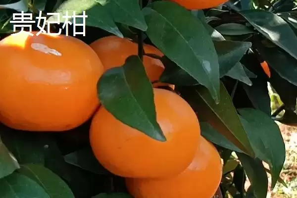 贵妃柑和皇帝柑有何区别,贵妃柑属于晚熟杂柑品种与皇帝柑有别吗插图1 贵妃柑和皇帝柑有何区别,贵妃柑属于晚熟杂柑品种与皇帝柑有别吗插图1