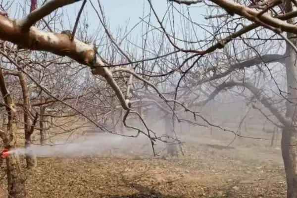 果树春季清园有哪些要点,果树春季清园要正确选药并把握喷药时机吗插图2 果树春季清园有哪些要点,果树春季清园要正确选药并把握喷药时机吗插图2