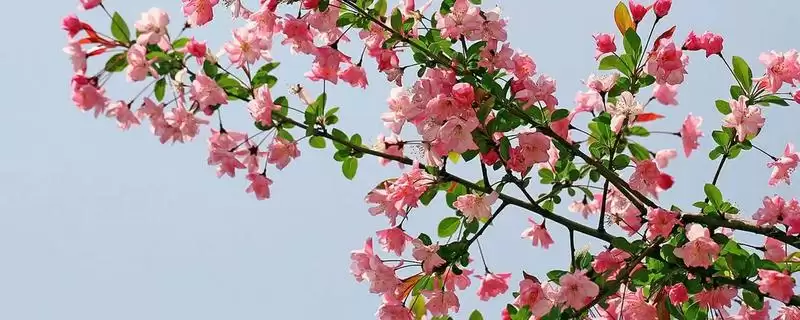 海棠花有没有毒性存在呢,海棠花少数品种具有一定微毒性吗插图 海棠花有没有毒性存在呢,海棠花少数品种具有一定微毒性吗插图