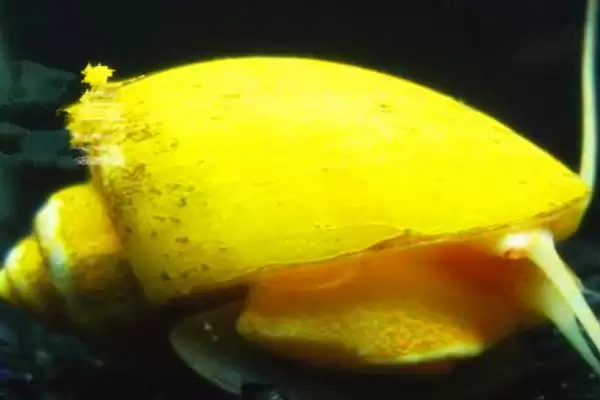 黄金螺食性问真的不吃鱼屎,黄金螺吃鱼屎吗，确定不吃吗？插图3