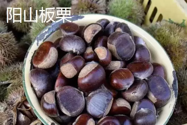 广东阳山县的特产是什么呢,洞冠梨是广东阳山县特有的珍果吗插图6 广东阳山县的特产是什么呢,洞冠梨是广东阳山县特有的珍果吗插图6