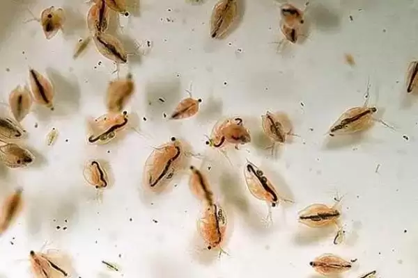 观赏鱼的饲料有哪些种类,观赏鱼饲料有天然和人工饵料两种吗插图1 观赏鱼的饲料有哪些种类,观赏鱼饲料有天然和人工饵料两种吗插图1