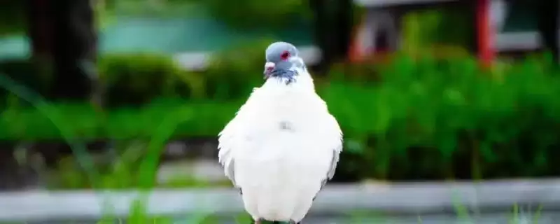 鸽子打疫苗后恢复时间 ,鸽子打了疫苗后多久能恢复正常插图 鸽子打疫苗后恢复时间 ,鸽子打了疫苗后多久能恢复正常插图