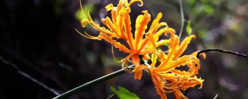忽地笑的花语是什么意思呢,忽地笑花语是死亡的爱、爱的痛苦是这样吗-会东网