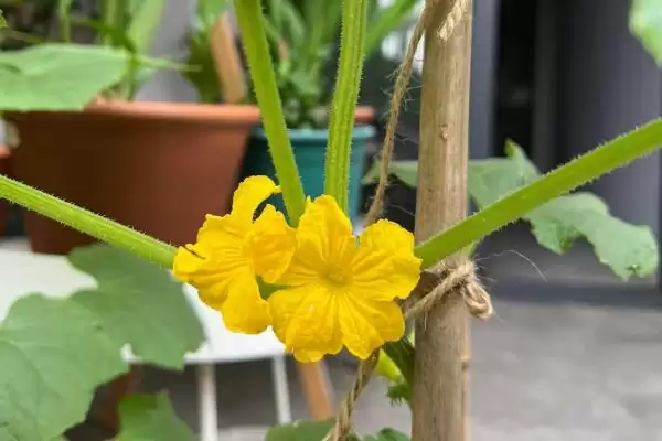 黄瓜只开雄花处理方法 ,平时控温遮光能解决黄瓜只开雄花插图2 黄瓜只开雄花处理方法 ,平时控温遮光能解决黄瓜只开雄花插图2