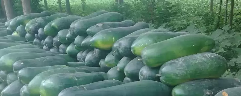 冬瓜籽快速发芽的方法,冬瓜籽如何快速发芽最直接的方法插图 冬瓜籽快速发芽的方法,冬瓜籽如何快速发芽最直接的方法插图