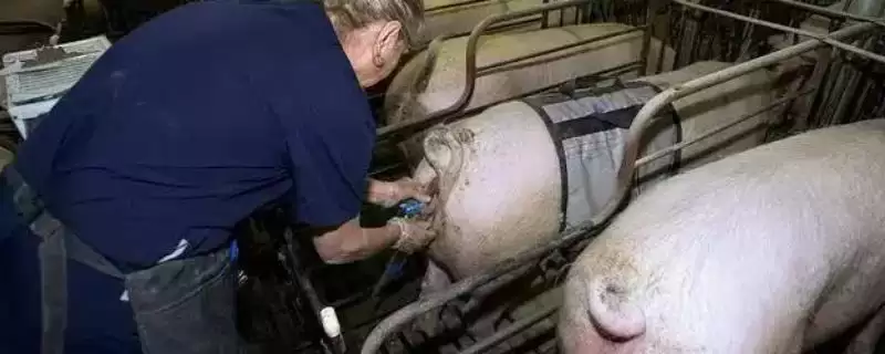 给母猪输精方法技巧 ,给母猪输精有哪些正确的方法插图 给母猪输精方法技巧 ,给母猪输精有哪些正确的方法插图