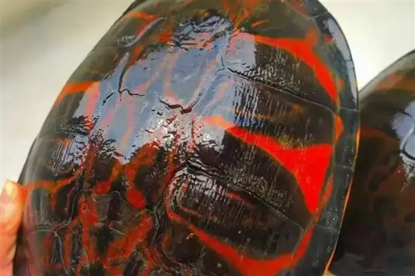火焰龟繁殖问养殖7-8年能繁,火焰龟多大才能繁殖,时间准确吗?插图5 火焰龟繁殖问养殖7-8年能繁,火焰龟多大才能繁殖,时间准确吗?插图5