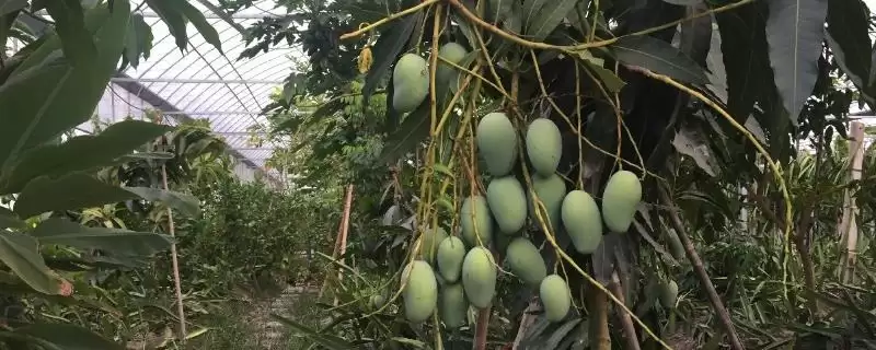 河南种芒果树怎么过冬好呢,河南种芒果树需要在大棚中越冬是真的吗插图 河南种芒果树怎么过冬好呢,河南种芒果树需要在大棚中越冬是真的吗插图