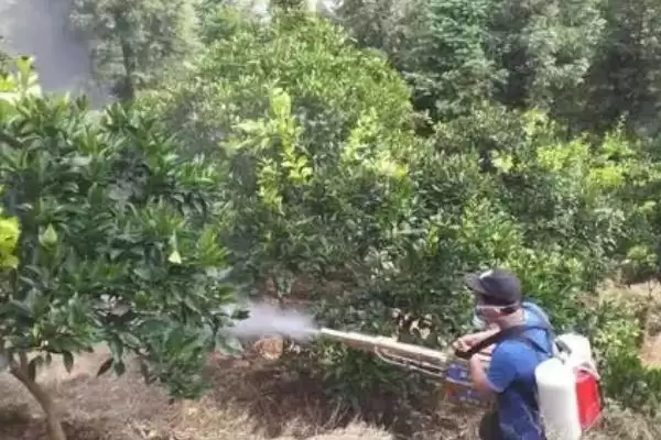 柑桔黑点病发病条件 ,柑桔黑点病的发病需要哪些条件插图2 柑桔黑点病发病条件 ,柑桔黑点病的发病需要哪些条件插图2