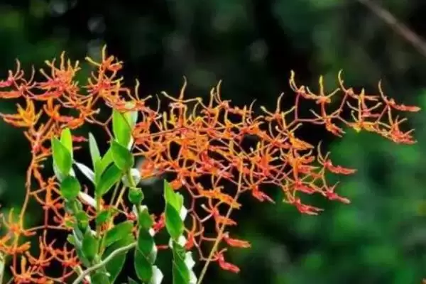 火焰兰植物问多年生草本植物,火焰兰简介,植物属性对吗?插图6 火焰兰植物问多年生草本植物,火焰兰简介,植物属性对吗?插图6