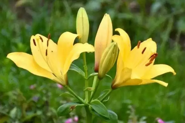 黄百合花语意花语是感激快乐,黄百合的花语,花语含义准确吗?插图6 黄百合花语意花语是感激快乐,黄百合的花语,花语含义准确吗?插图6