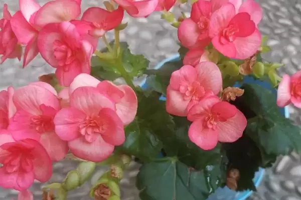 海棠树的开花时间是什么时候,海棠树一般开花时间为4-5月份吗插图2