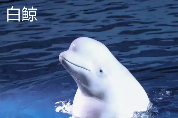 海豚和白鲸的区别有哪些呢,海豚和白鲸在科属、智商等方面有区别吗插图2 海豚和白鲸的区别有哪些呢,海豚和白鲸在科属、智商等方面有区别吗插图2