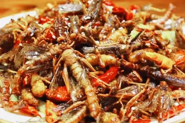 蝗虫可食用否天津人爱油炸蝗,蝗虫能不能吃,真有这种吃法?插图1 蝗虫可食用否天津人爱油炸蝗,蝗虫能不能吃,真有这种吃法?插图1