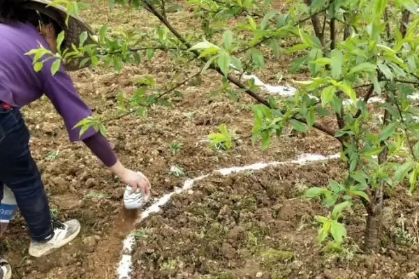 果树秋季施肥有什么好处呢,果树秋季施肥有助于较大限度吸收营养吗插图2 果树秋季施肥有什么好处呢,果树秋季施肥有助于较大限度吸收营养吗插图2