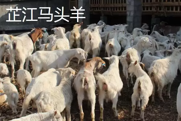 湖南芷江特产雪峰山鱼腥草为啥是宝,湖南芷江侗族自治县的雪峰山鱼腥草是特产?插图6 湖南芷江特产雪峰山鱼腥草为啥是宝,湖南芷江侗族自治县的雪峰山鱼腥草是特产?插图6