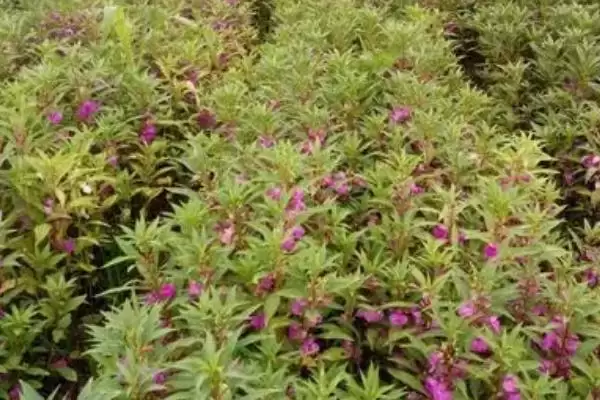 急性子种植法春秋季播种可行,急性子的种植方法，播种时间合适吗？插图4