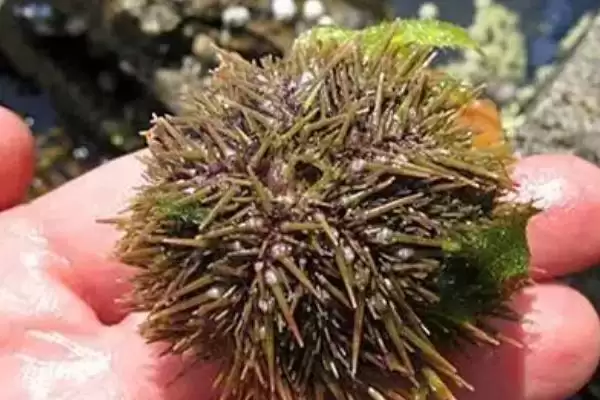 海胆刺有没有毒性呢,海胆有叉棘和棘两种产生毒素的器官吗插图7 海胆刺有没有毒性呢,海胆有叉棘和棘两种产生毒素的器官吗插图7
