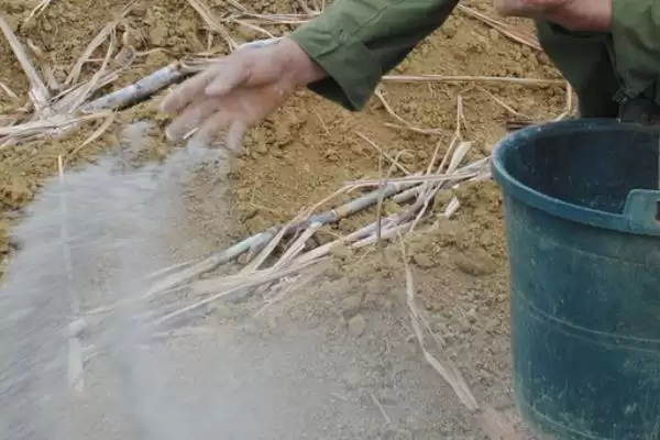 甘蔗种植技术方法 ,甘蔗的种植有哪些技术和方法插图8 甘蔗种植技术方法 ,甘蔗的种植有哪些技术和方法插图8