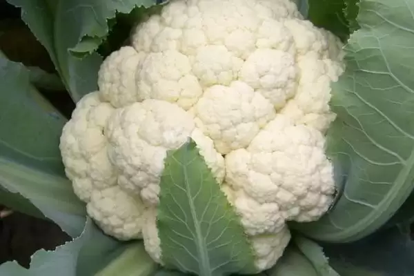 花菜季节之谜四季都能买到花菜,花菜是什么季节的蔬菜,真四季都有?插图1 花菜季节之谜四季都能买到花菜,花菜是什么季节的蔬菜,真四季都有?插图1