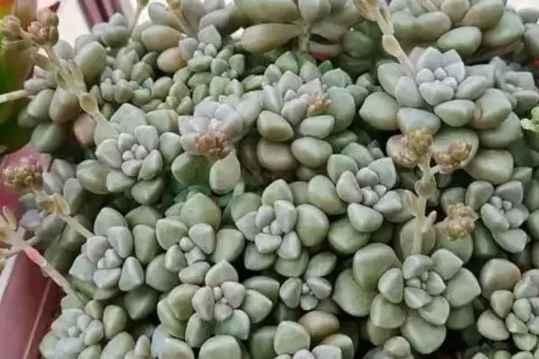 姬秋丽种植法光照足叶片色佳,姬秋丽的种植方法,充足光照影响大?插图4 姬秋丽种植法光照足叶片色佳,姬秋丽的种植方法,充足光照影响大?插图4