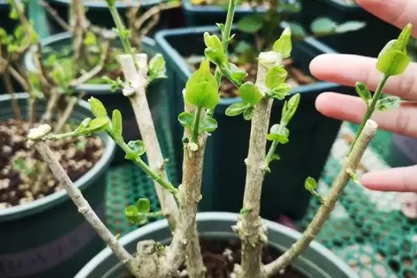 刚买茉莉花掉苞原因 ,刚买的茉莉花掉苞是什么原因导致的插图2 刚买茉莉花掉苞原因 ,刚买的茉莉花掉苞是什么原因导致的插图2