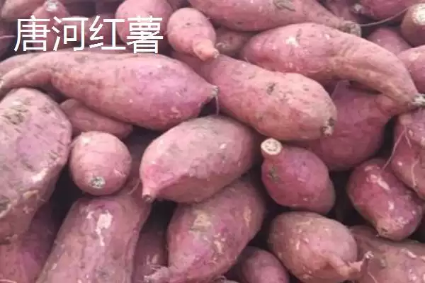 河南唐河县的特产是什么呢,河南唐河县的栀子品质上乘是特产之一吗插图2 河南唐河县的特产是什么呢,河南唐河县的栀子品质上乘是特产之一吗插图2