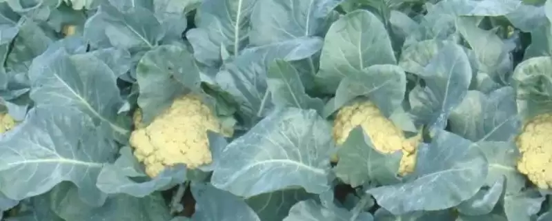 花椰菜高产法移栽后浇水马上浇,花椰菜高产栽培技术,移栽浇水要点是?插图 花椰菜高产法移栽后浇水马上浇,花椰菜高产栽培技术,移栽浇水要点是?插图