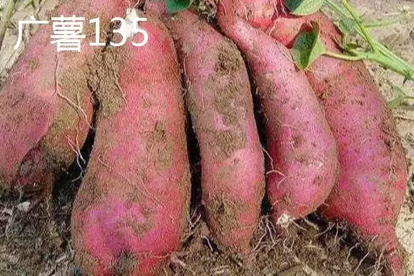 红薯的产地主要在哪里呢,红薯集中在长江和东南沿海各省产地吗插图2 红薯的产地主要在哪里呢,红薯集中在长江和东南沿海各省产地吗插图2