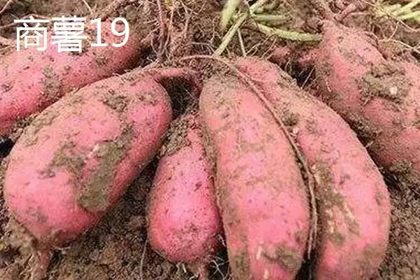 红薯的产地主要在哪里呢,红薯集中在长江和东南沿海各省产地吗插图7 红薯的产地主要在哪里呢,红薯集中在长江和东南沿海各省产地吗插图7