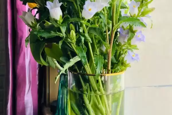荷兰风铃草的养殖方法是啥,荷兰风铃草每隔15-20天需追施一次肥料吗插图1