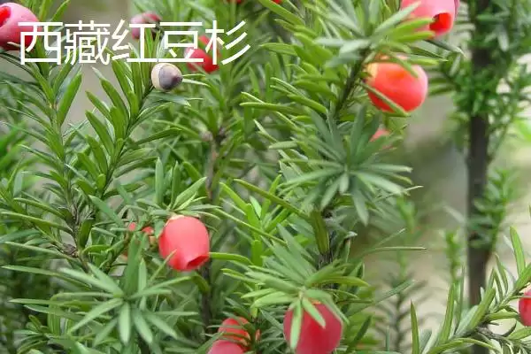红豆杉的品种主要有哪些呢,东北、云南等是红豆杉的常见品种吗插图3 红豆杉的品种主要有哪些呢,东北、云南等是红豆杉的常见品种吗插图3