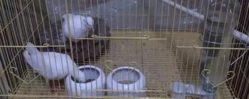 鸽子繁殖期饲养注意 ,鸽子繁殖期的饲养有哪些注意事项插图 鸽子繁殖期饲养注意 ,鸽子繁殖期的饲养有哪些注意事项插图