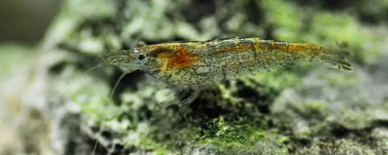 黑壳虾是什么种类的虾呢,黑壳虾属于小型淡水虾类这一类别吗插图 黑壳虾是什么种类的虾呢,黑壳虾属于小型淡水虾类这一类别吗插图