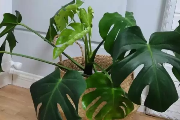 龟背竹有着怎样的简介呢,龟背竹是龟背竹属植物是其简介吗插图1
