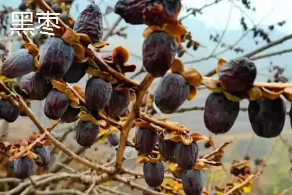红枣和黑枣有什么区别呢,红枣和黑枣在科属、形态方面有何不同呢插图2 红枣和黑枣有什么区别呢,红枣和黑枣在科属、形态方面有何不同呢插图2