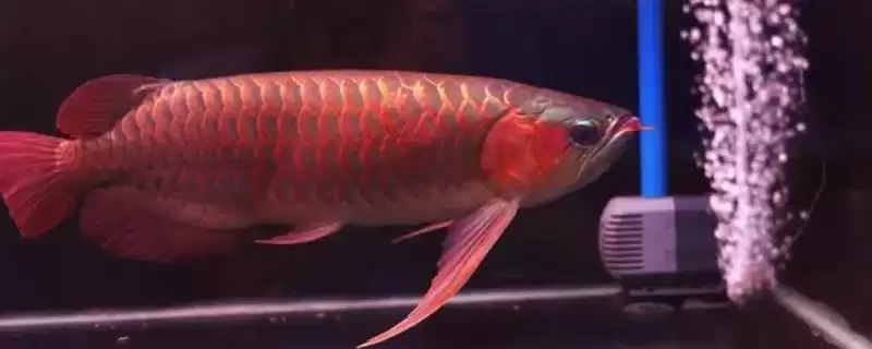 红龙鱼吐胃袋如何处理好呢,红龙鱼吐胃袋需停食、增氧等措施处理吗-会东网