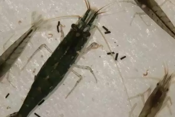 黑壳虾是什么种类的虾呢,黑壳虾属于小型淡水虾类这一类别吗插图2 黑壳虾是什么种类的虾呢,黑壳虾属于小型淡水虾类这一类别吗插图2