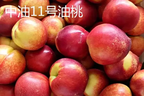 好吃的油桃有哪些品种呢,世纪之星油桃果肉金黄、口感清脆甜美吗插图8 好吃的油桃有哪些品种呢,世纪之星油桃果肉金黄、口感清脆甜美吗插图8