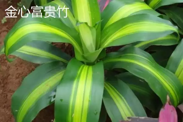 富贵竹摆放风水问题 ,富贵竹的摆放有哪些风水讲究插图6 富贵竹摆放风水问题 ,富贵竹的摆放有哪些风水讲究插图6