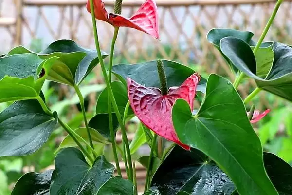 红掌不开花的原因是什么呢,红掌不开花因光照或肥料不足等原因吗插图1 红掌不开花的原因是什么呢,红掌不开花因光照或肥料不足等原因吗插图1