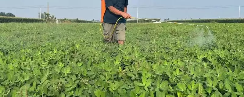 花生控旺技巧化学人工哪种好呢,花生的控旺技巧,两种控旺方式咋选?-会东网