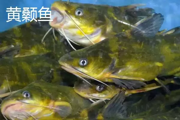黄骨鱼鱼种问确实属于淡水鱼,黄骨鱼是什么鱼，分类准确吗？插图4