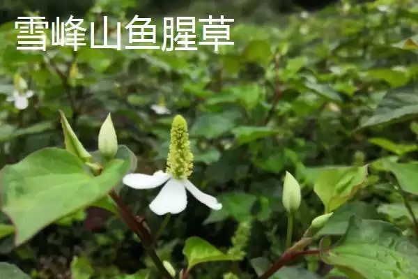 湖南芷江特产雪峰山鱼腥草为啥是宝,湖南芷江侗族自治县的雪峰山鱼腥草是特产?插图3 湖南芷江特产雪峰山鱼腥草为啥是宝,湖南芷江侗族自治县的雪峰山鱼腥草是特产?插图3