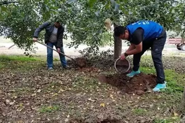 果树秋施基肥的好处有啥呢,果树秋施基肥可充裕树体营养贮备吗插图1 果树秋施基肥的好处有啥呢,果树秋施基肥可充裕树体营养贮备吗插图1