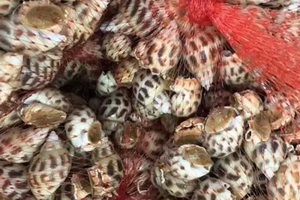 花螺养殖方法23-30℃水温适宜,花螺的养殖方法,适宜水温作用大吗?插图2 花螺养殖方法23-30℃水温适宜,花螺的养殖方法,适宜水温作用大吗?插图2